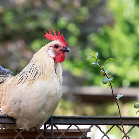 Country Boutique Paradiso 3*