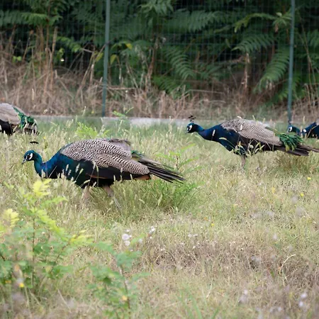 Country Boutique Paradiso